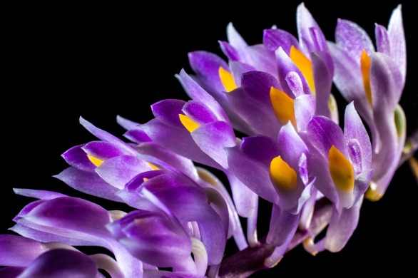 Ochidee exotisch lila